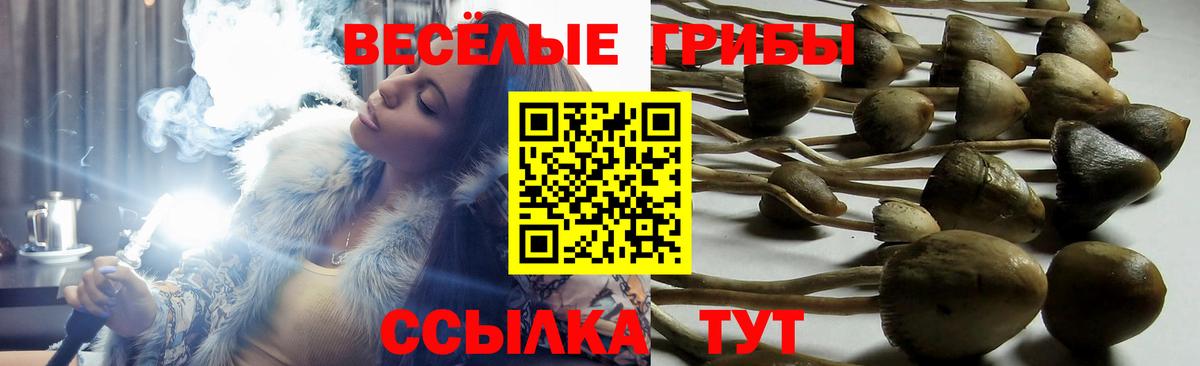 Псилоцибиновые грибы Magic Shrooms  Вход с VPN  Кузнецк  Галлюциногенные грибы Magic Shrooms 